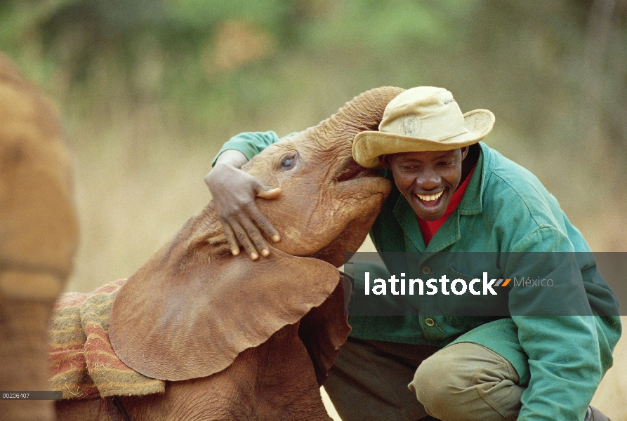 Elefante africano (Loxodonta africana) keeper Patrick con Lingwesi, un huérfano de cinco semana de e