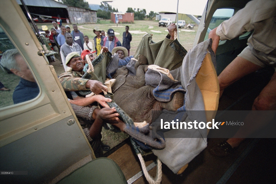 Huérfano de elefante africano (Loxodonta africana), Thoma, cargados en aviones pequeños para viaje a