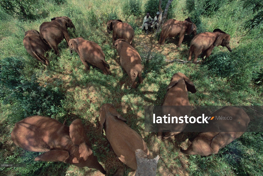 Huérfanos del elefante africano (Loxodonta africana) se reunieron con sus cuidadores en sombra de ár