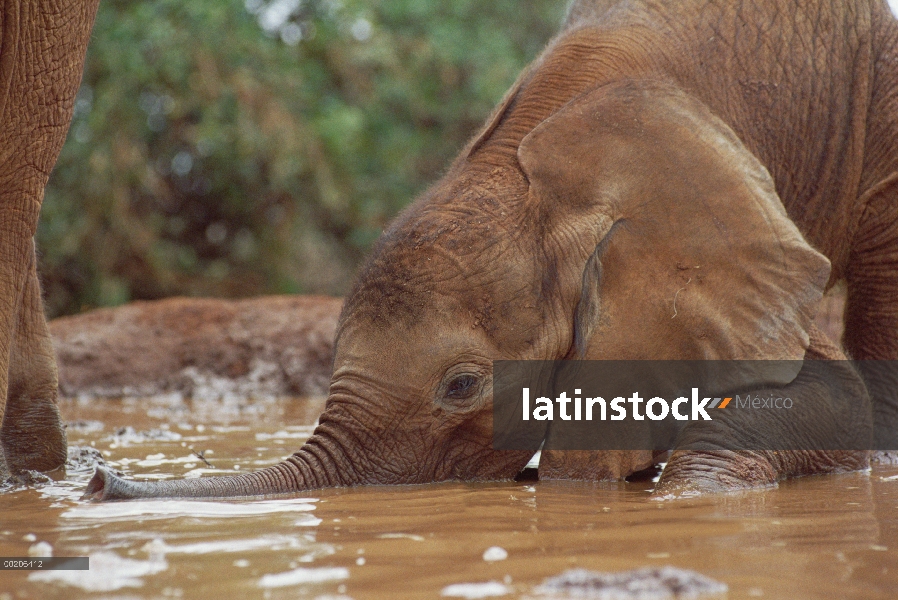 Huérfano del elefante africano (Loxodonta africana), Icholta, dos meses de edad, jugando en el baño 