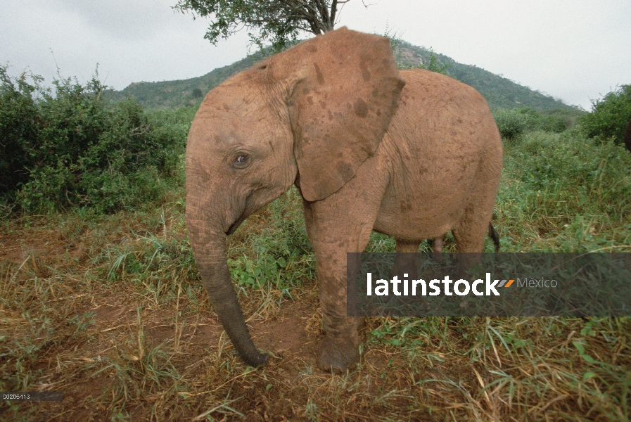 Elefante africano (Loxodonta africana) huérfano llamado Nyiro, 18 meses de edad, David Sheldrick Wil