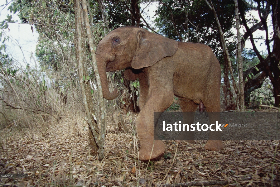 Huérfano de elefante africano (Loxodonta africana) llamado loiokwe, durante su quinto mes en el Davi