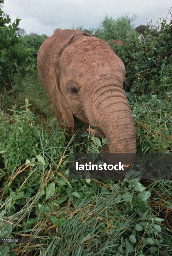 Elefante africano (Loxodonta africana) huérfano llamado Edie en 22 meses de edad, David Sheldrick Wi