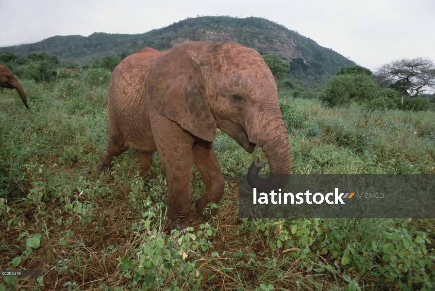 Elefante africano (Loxodonta africana) huérfano llamado Lalkipla a 18 meses de edad, David Sheldrick