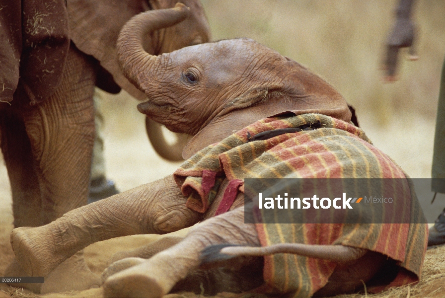 Huérfano de elefante africano (Loxodonta africana) llamado Edie durante su primer mes en el David Sh