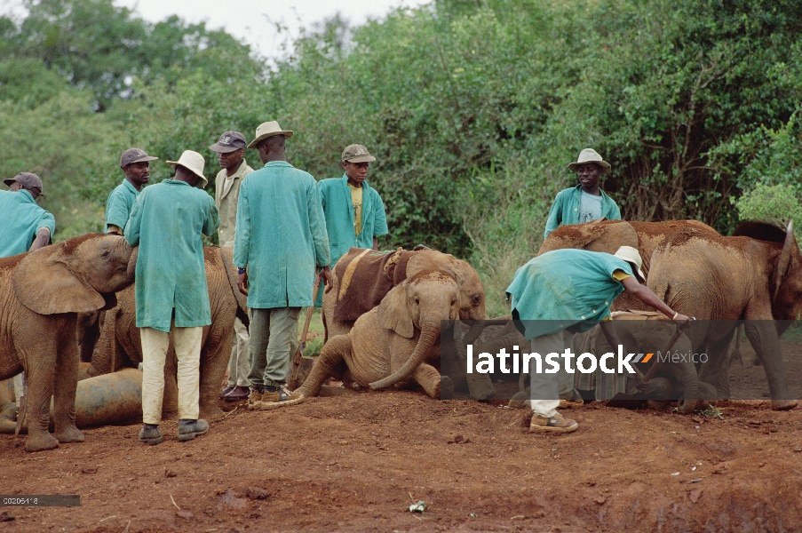 Elefantes huérfanos del elefante africano (Loxodonta africana) y los encargados de Nairobi disfrutan