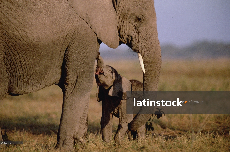 Elefante africano (Loxodonta africana) infantil petición la madre enfermera, Parque Nacional de Ambo