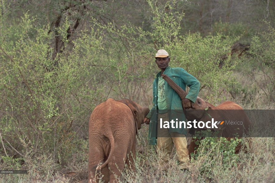 Encargado de elefante africano (Loxodonta africana) Mishak consuela huérfanos después de su viaje a 