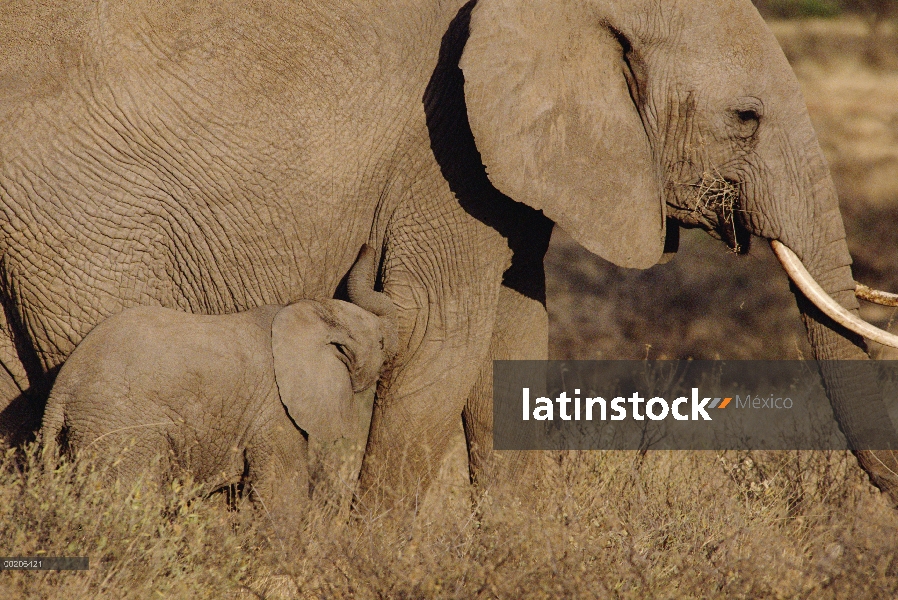 Bebé elefante africano (Loxodonta africana) con los padres, reserva de Samburu, Kenya