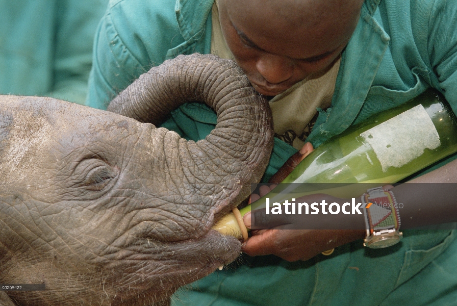 Encargado de elefante africano (Loxodonta africana) Edwin da a un joven huérfano una leche de botell