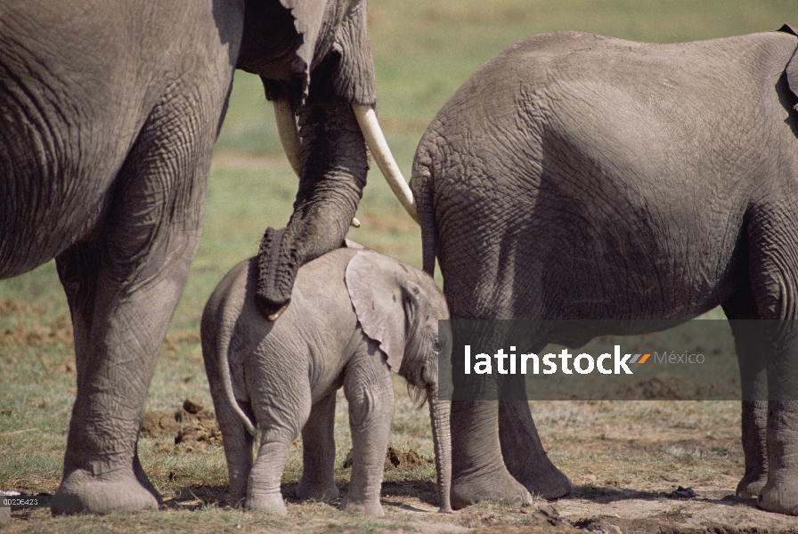 Becerro del elefante africano (Loxodonta africana) con manada tranquilizado por adulto, Parque Nacio