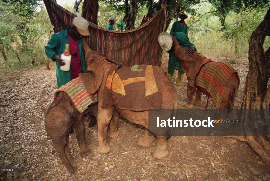 Huérfanos del elefante africano (Loxodonta africana) en el tiempo para los más pequeños de alimentac