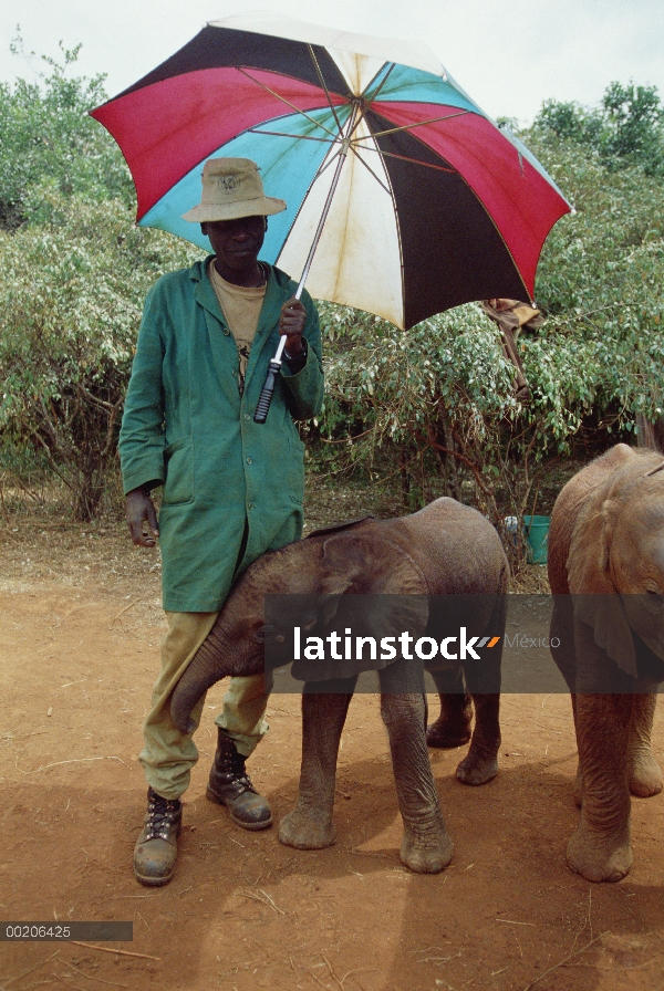 Elefante africano (Loxodonta africana) encargado de la sombra bebé huérfano Laibon con paraguas para