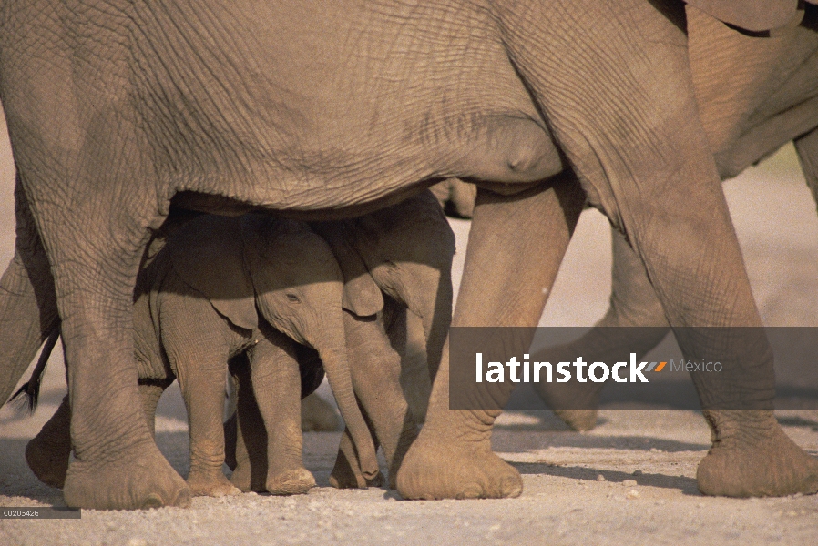 Elefante africano (Loxodonta africana) de terneros en la sombra de la madre, la África del este