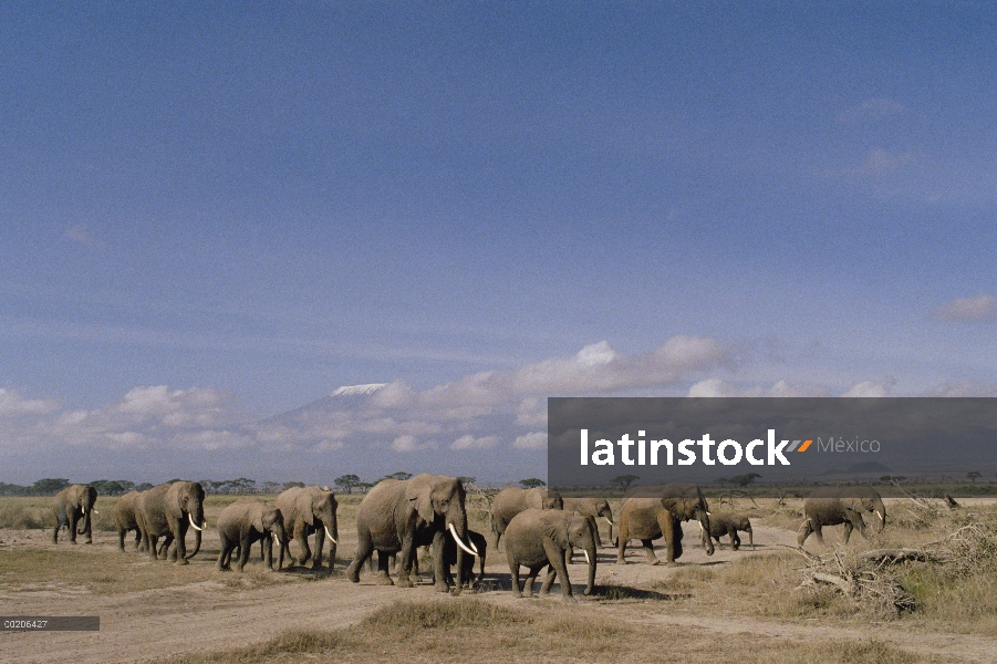 Rebaño matriarcal elefante africano (Loxodonta africana) en movimiento, Parque Nacional de Amboseli,