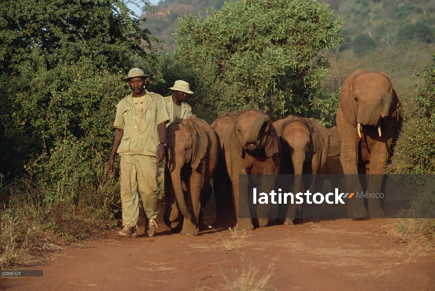 Encargado de elefante africano (Loxodonta africana) Mishak Nzimbi lleva a ocho huérfanos con huérfan