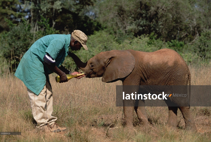 Elefante africano (Loxodonta africana) keeper Mishak alimentación nuevo huérfano Thoma en David Shel