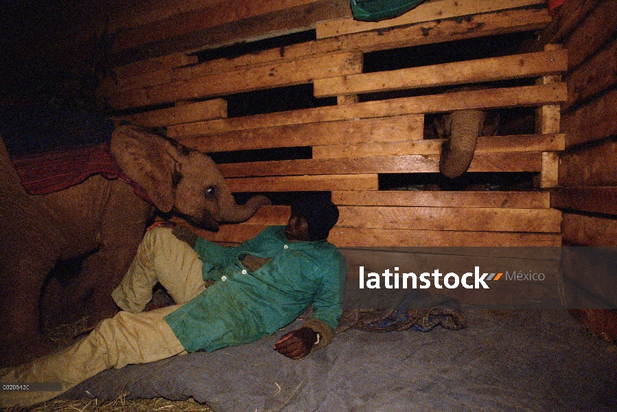 Encargado de elefante africano (Loxodonta africana) Edwin pasa una larga noche en la guardería con u