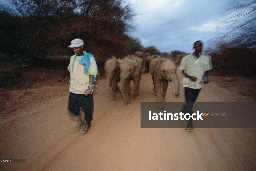 Huérfanos del elefante africano (Loxodonta africana) dirigidos por encargados de la luz antes del am