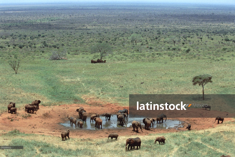 Manada de elefante africano (Loxodonta africana) en el agujero de riego, Parque nacional Tsavo, Keny