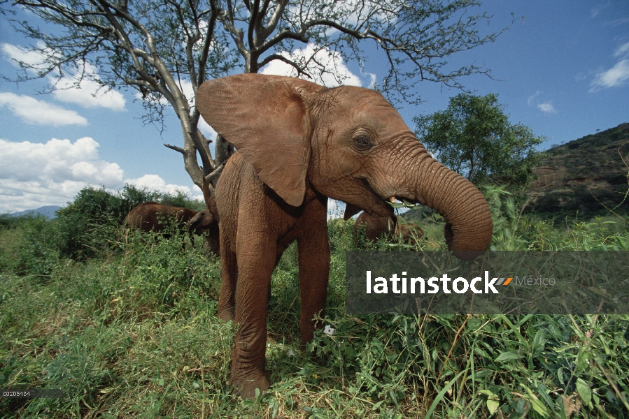 Huérfano de elefante africano (Loxodonta africana), Natumi, se alimenta de vegetación, David Shedric