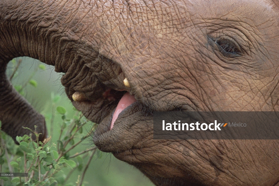 Bebé elefante africano (Loxodonta africana) colmillos sólo a partir de, navegación, África