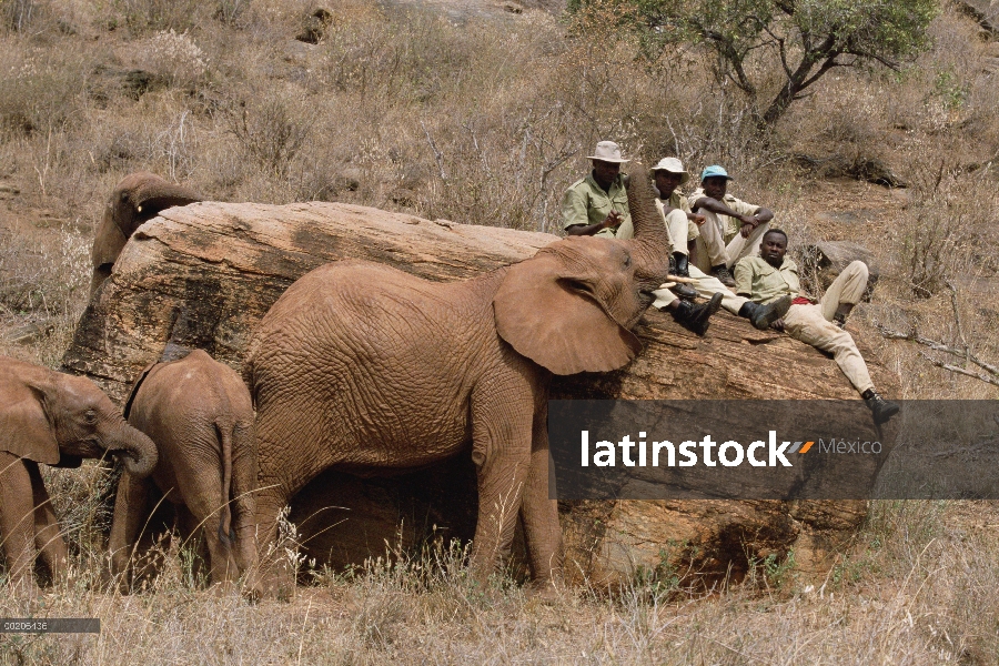 Huérfanos del elefante africano (Loxodonta africana) se reúnen alrededor de guardianes, que están se