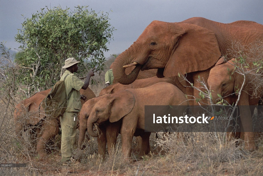 Elefante africano (Loxodonta africana) huérfano Malaika 12 años de edad, siendo hablado por Mishak N