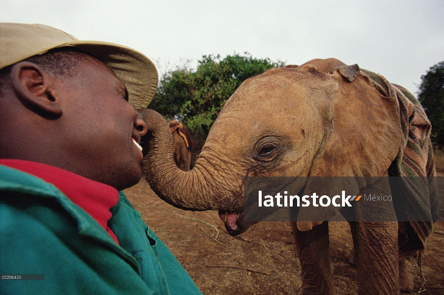 Encargado de elefante africano (Loxodonta africana), Julius, comparte un momento tierno con Kinna, u