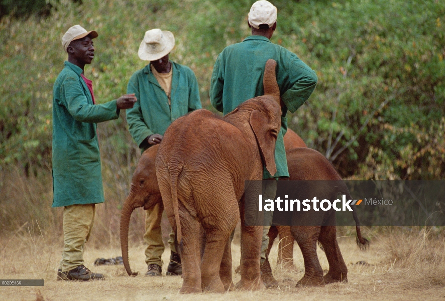 Huérfanos del elefante africano (Loxodonta africana), recién llegados, se mezclan con los cuidadores