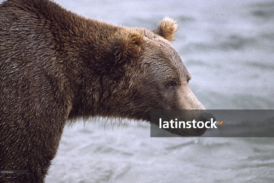 Oso Grizzly (Ursus arctos horribilis), McNeil río Santuario, Alaska