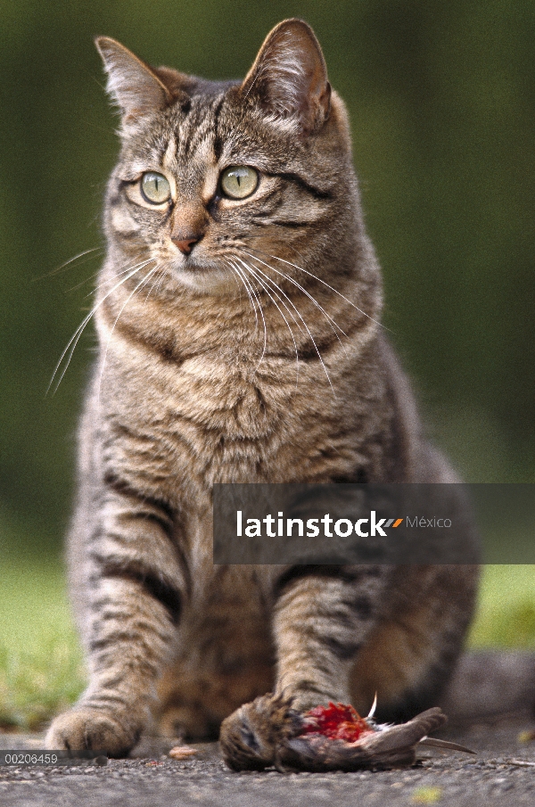 Gato doméstico (Felis catus) con songbird, Portland, Oregon