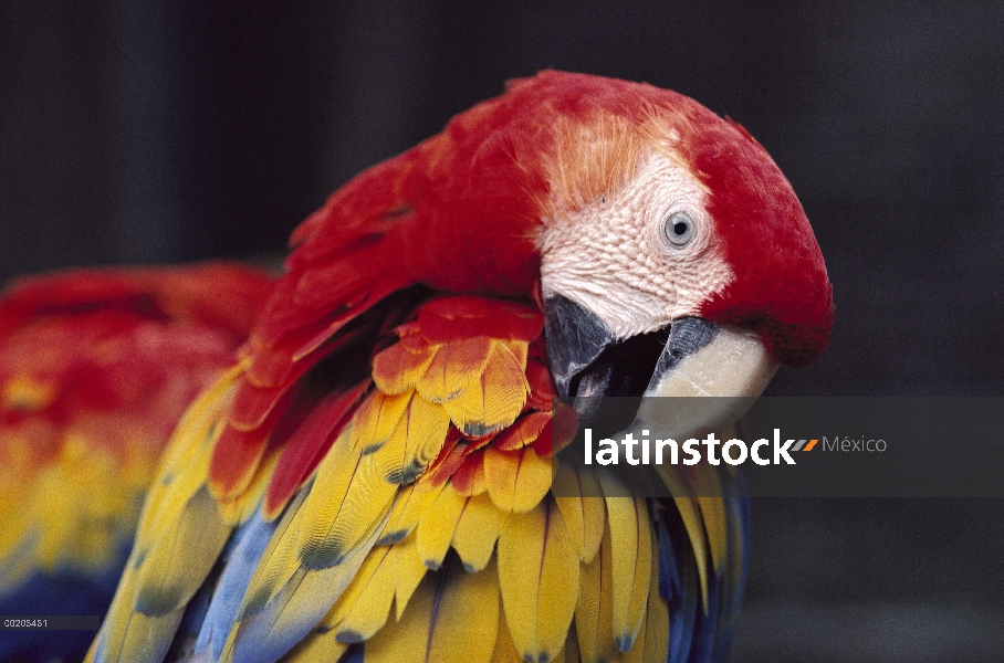 Guacamaya roja (Ara macao) preening, nativa de América Central y del sur