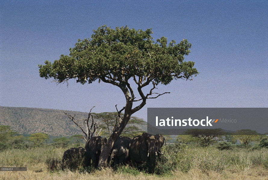 Manada de elefantes africanos (Loxodonta africana) descansando en la sombra, Parque Nacional del Ser