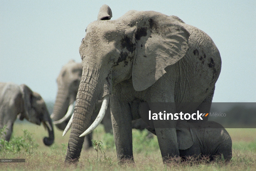 Elefante africano (Loxodonta africana) madre de bebé que está mamando, Parque Nacional de Amboseli, 