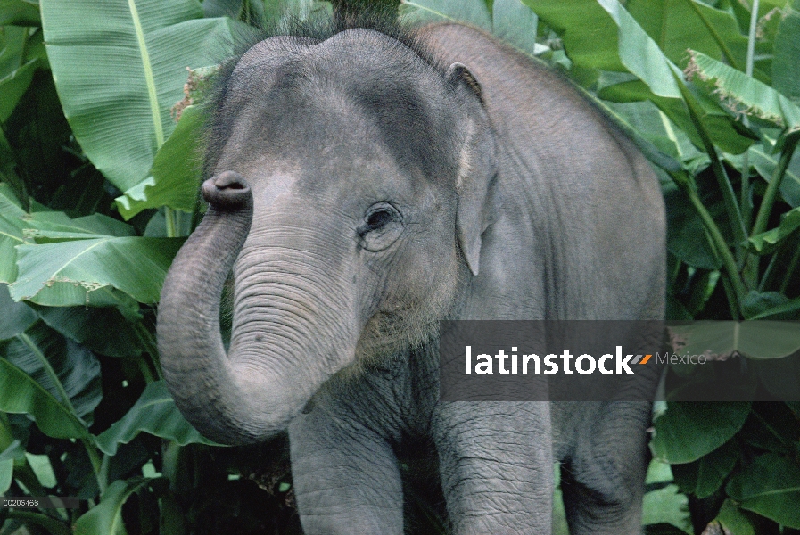 Bebé elefante asiático (Elephas maximus), sudeste de Asia