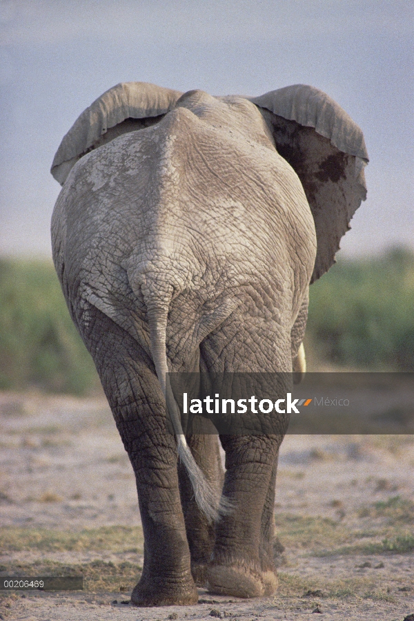 Elefante africano (Loxodonta africana), caminar, vista, Parque Nacional de Amboseli, Kenia posterior