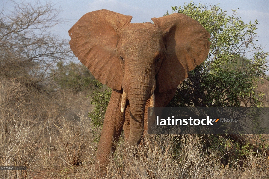 Retrato de elefante africano (Loxodonta africana), Parque nacional Tsavo, Kenya