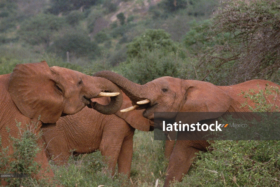 Novillos de elefante africano (Loxodonta africana) participan en el saludo ritual, Parque Nacional d