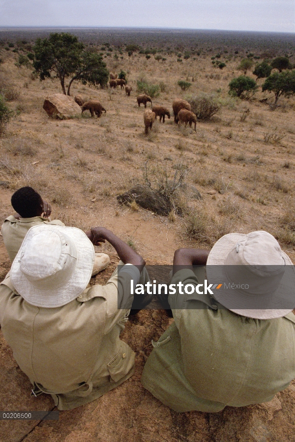 Elefante africano (Loxodonta africana) huérfanos miraban por los cuidadores, David Sheldrick Wildlif