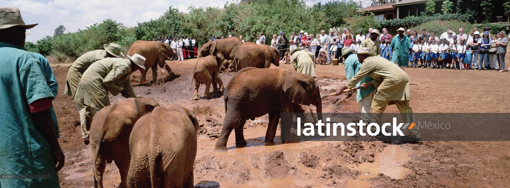 Elefante africano (Loxodonta africana) huérfanos y guardianes en barro de mediodía se revuelcan en K