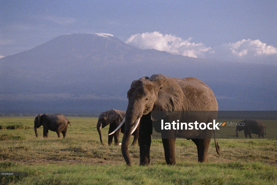 Grupo elefante africano (Loxodonta africana) antes de Monte Kilimanjaro, el Parque Nacional Amboseli