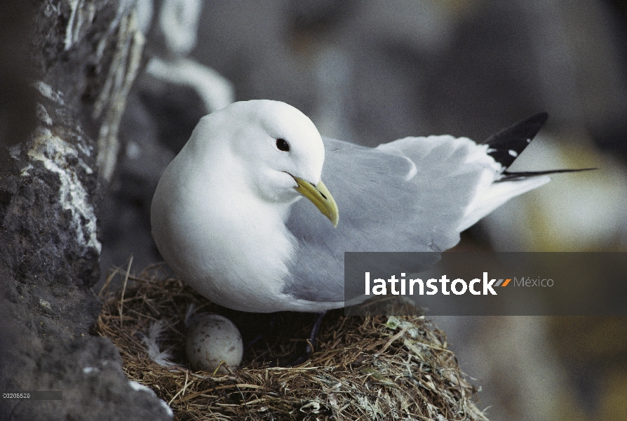 Tridáctila (Larus tridactyla) en acantilado incubando el huevo en el nido, Costa del Pacífico, Norte