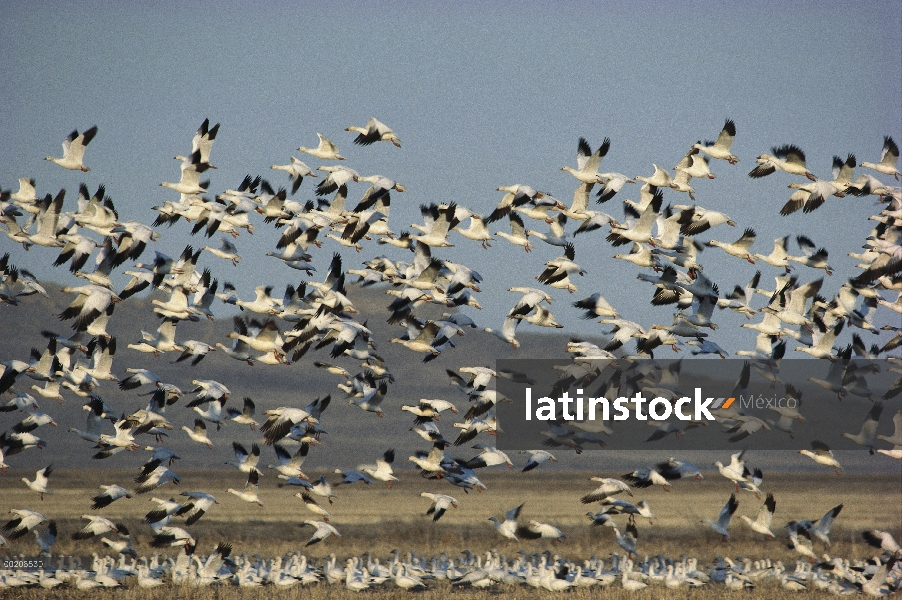 Ganso de la nieve (Chen caerulescens) bandada volando, América del norte