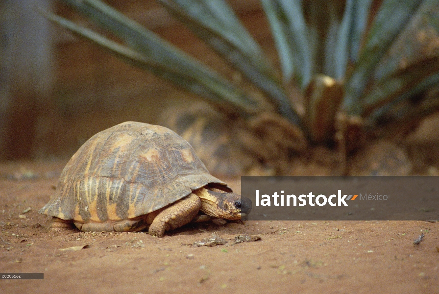 Retrato de tortuga (Geochelone radiata) irradiada, sur de Madagascar