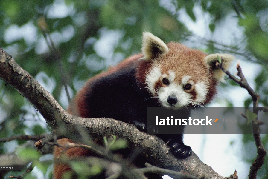 Oso Panda menor (Ailurus fulgens), originaria de China, Nepal y Birmania