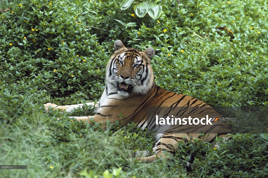 Tigre de Bengala (Panthera tigris tigris) retrato, zoológico de Hilo, Hawaii
