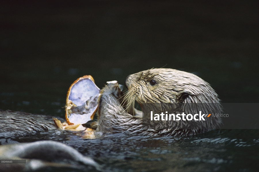 Nutria marina (Enhydra lutris) comiendo un cangrejo Costa del Pacífico, América del norte