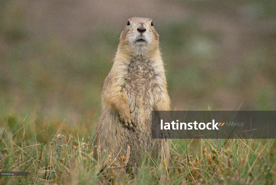 Retrato de perro de la pradera (ludovicianus de Cynomys) cola negra, América del norte