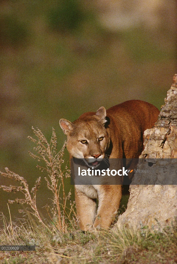 León de montaña (Puma concolor) mirando en la esquina de un borde de roca, oeste de Norteamérica